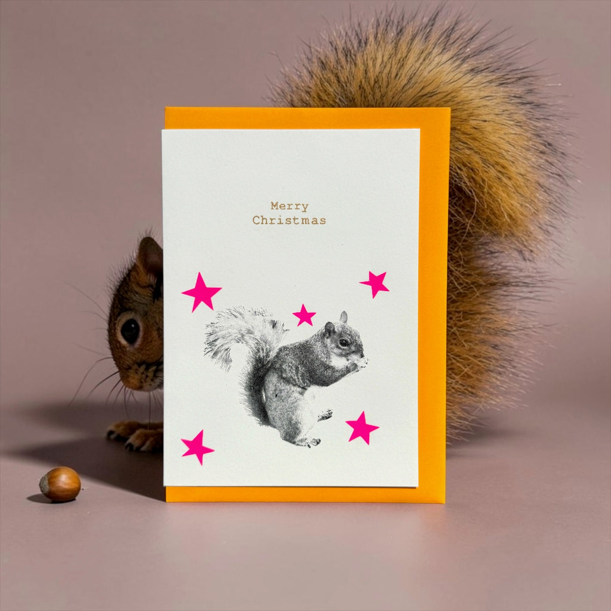 Squirrel Stars burnt orange