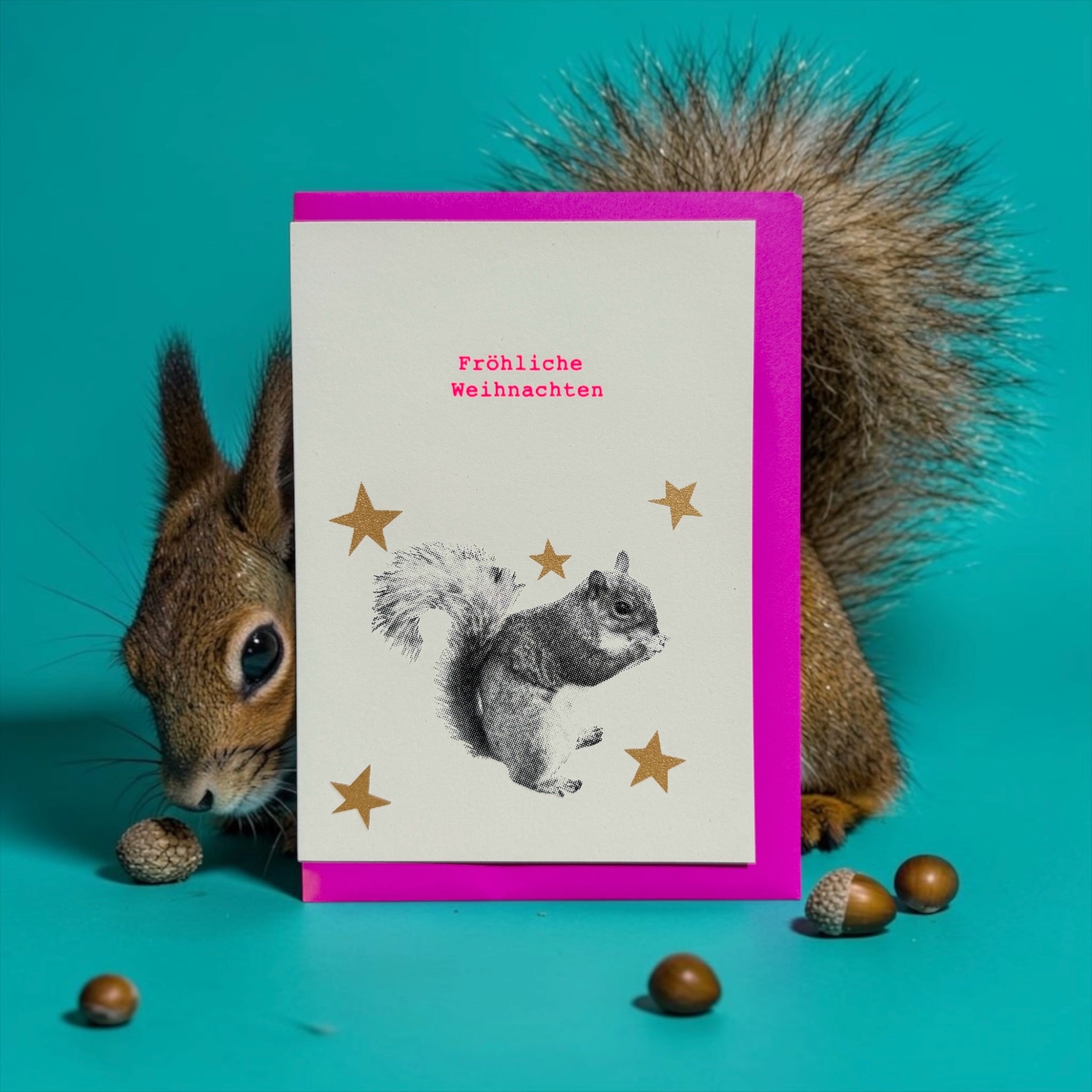 Eichhörnchen Sterne purple